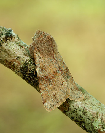 73.242 BF2188 Clouded Drab Orthosia incerta