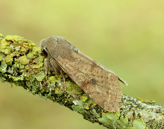 73.242 BF2188 Clouded Drab Orthosia incerta