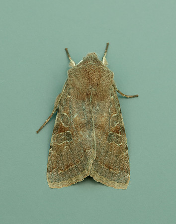 73.242 BF2188 Clouded Drab Orthosia incerta