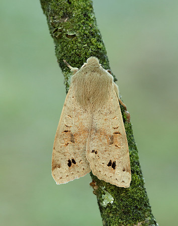 73.250 BF2189 Twin-spotted Quaker Anorthoa munda