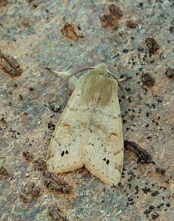 73.250 BF2189 Twin-spotted Quaker Anorthoa munda