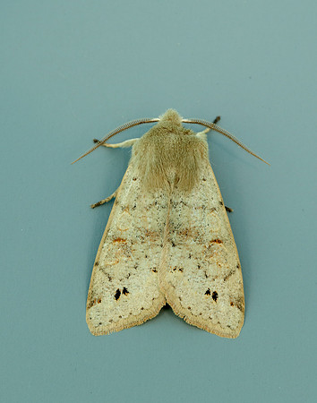73.250 BF2189 Twin-spotted Quaker Anorthoa munda