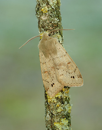 73.250 BF2189 Twin-spotted Quaker Anorthoa munda
