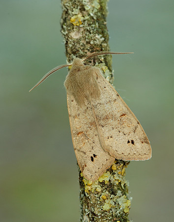 73.250 BF2189 Twin-spotted Quaker Anorthoa munda