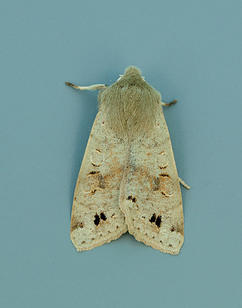 73.250 BF2189 Twin-spotted Quaker Anorthoa munda