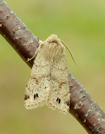 73.250 BF2189 Twin-spotted Quaker Anorthoa munda