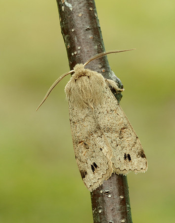 73.250 BF2189 Twin-spotted Quaker Anorthoa munda