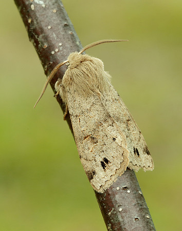 73.250 BF2189 Twin-spotted Quaker Anorthoa munda