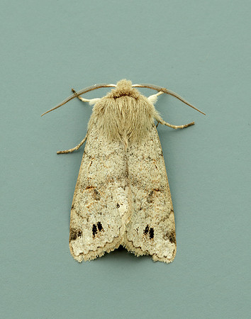 73.250 BF2189 Twin-spotted Quaker Anorthoa munda