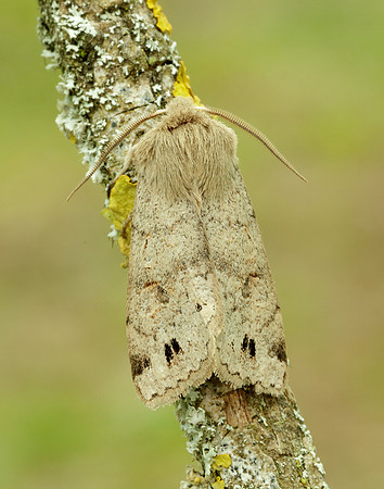 73.250 BF2189 Twin-spotted Quaker Anorthoa munda