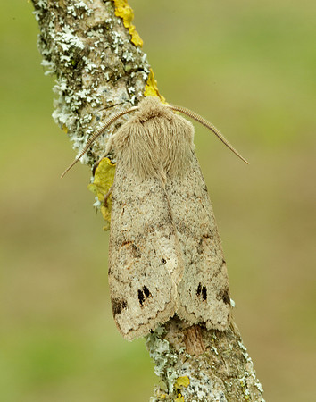 73.250 BF2189 Twin-spotted Quaker Anorthoa munda