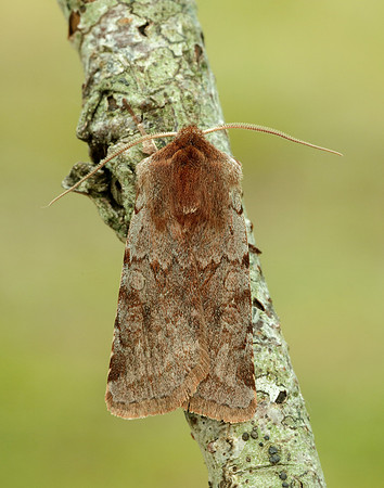 73.336 BF2139 Red Chestnut Cerastis rubricosa