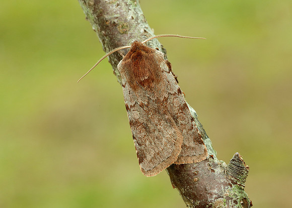 73.336 BF2139 Red Chestnut Cerastis rubricosa