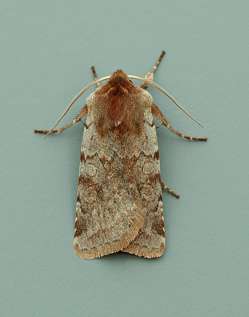 73.336 BF2139 Red Chestnut Cerastis rubricosa