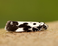 33.002 BF719 Ethmia quadrillella