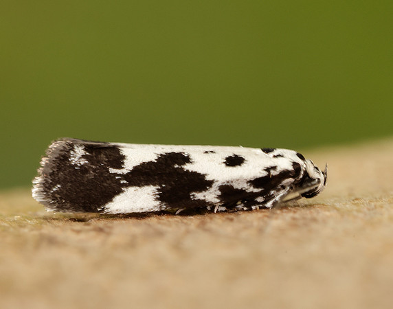33.002 BF719 Ethmia quadrillella
