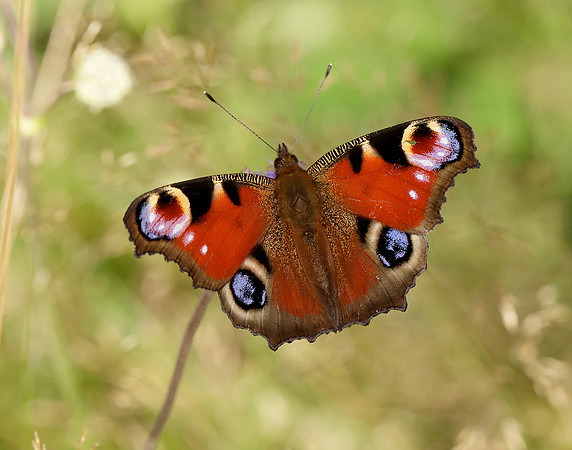 Peacock Inachis io