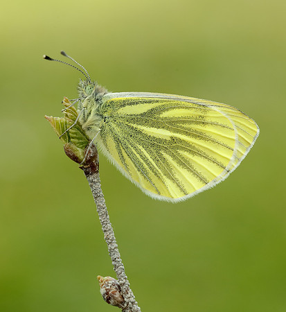 Green-veined White Pieris napi