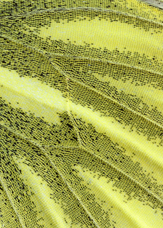 Green-veined White Pieris napi