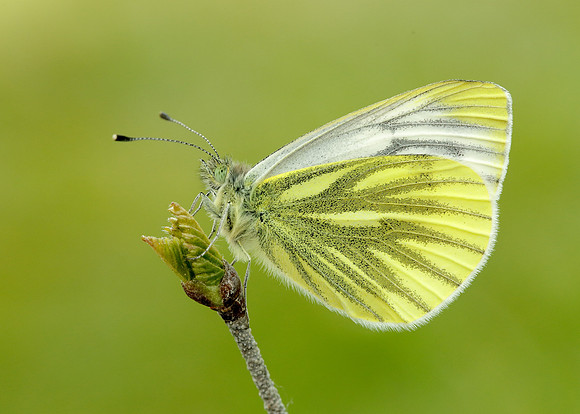 Green-veined White Pieris napi