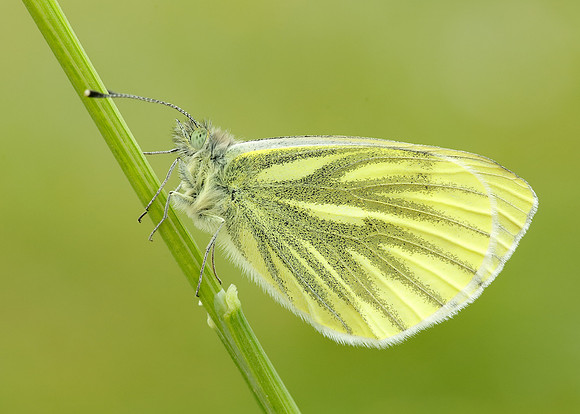 Green-veined White Pieris napi