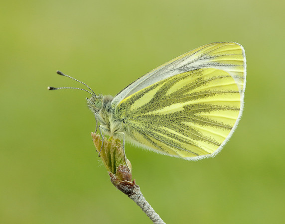 Green-veined White Pieris napi