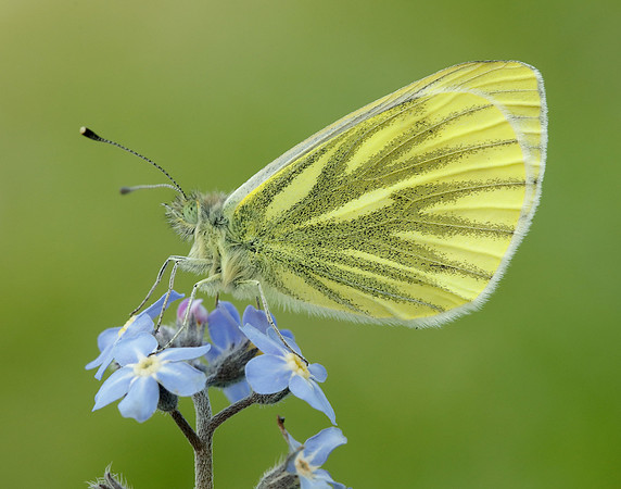 Green-veined White Pieris napi