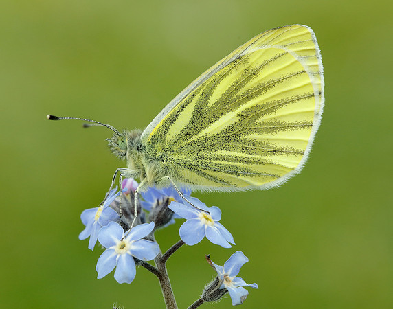 Green-veined White Pieris napi