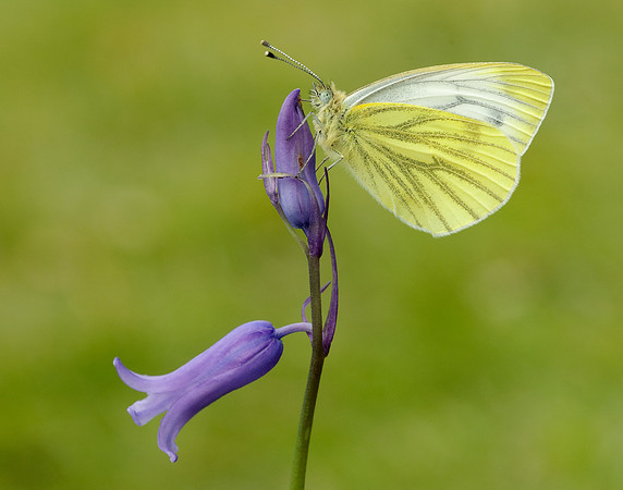Green-veined White Pieris napi
