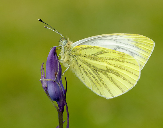 Green-veined White Pieris napi