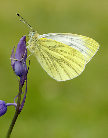 Green-veined White Pieris napi