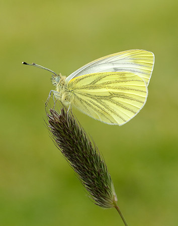 Green-veined White Pieris napi