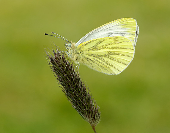 Green-veined White Pieris napi