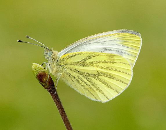 Green-veined White Pieris napi