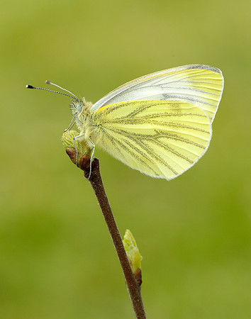 Green-veined White Pieris napi