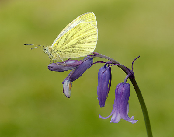 Green-veined White Pieris napi