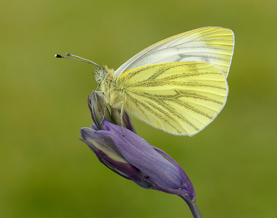 Green-veined White Pieris napi