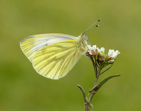 Green-veined White Pieris napi