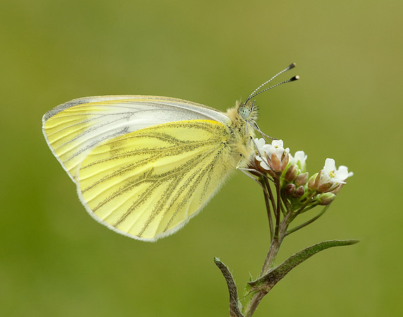 Green-veined White Pieris napi