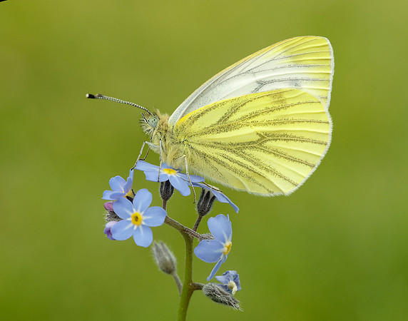 Green-veined White Pieris napi