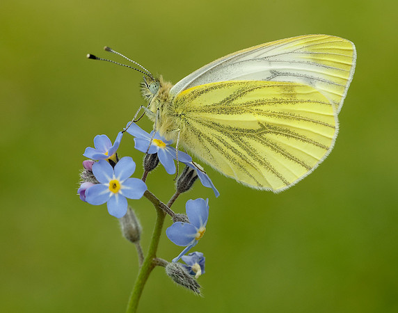 Green-veined White Pieris napi