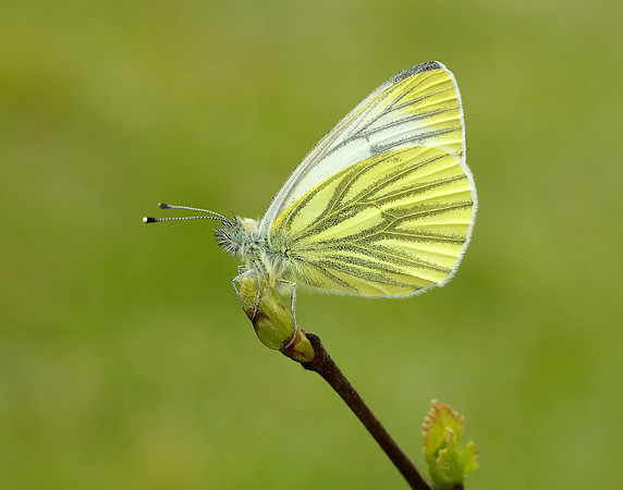Green-veined White Pieris napi