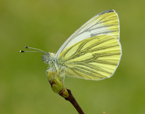 Green-veined White Pieris napi