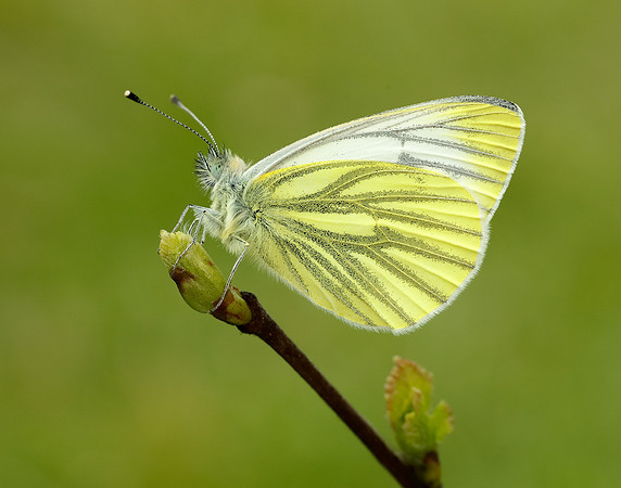 Green-veined White Pieris napi