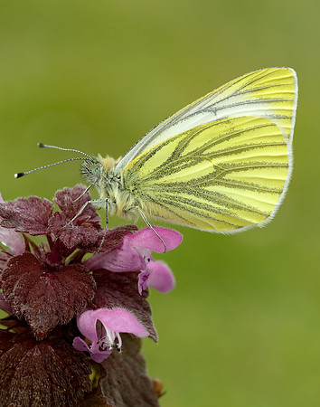 Green-veined White Pieris napi