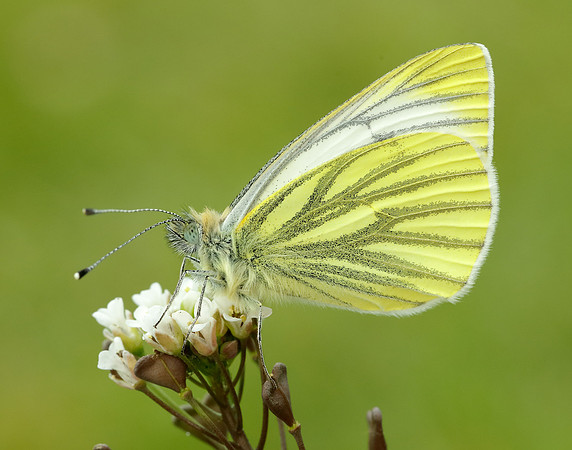Green-veined White Pieris napi