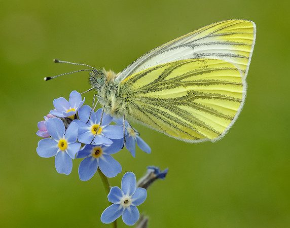 Green-veined White Pieris napi