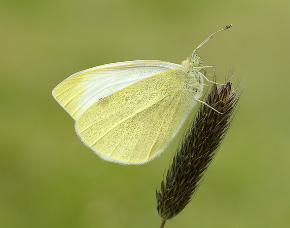 Small White Pieris rapae