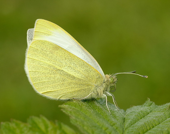 Small White Pieris rapae