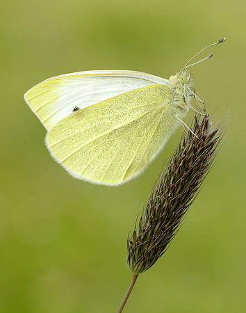 Small White Pieris rapae